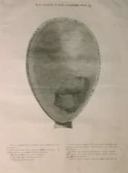 Albinus, PI. 2, a partir de uma "tabela de ossos humanos, por Bernhard Siegfried Albino (1697-1770), publicado por J.undH. Verbeek, bibliop., Leiden, 1753